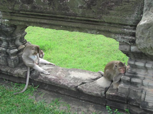 Monkeys Angkor