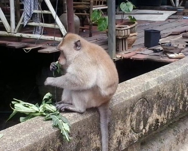 Monkeys Ko Chang