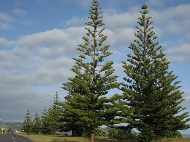Norfolk Island Australia