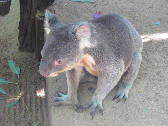 Little Koala Brisbane