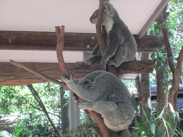 Two Koalas