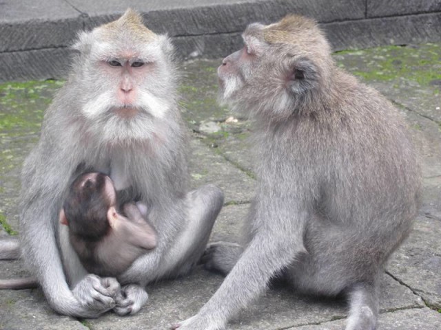 Monkey Sanctuary Ubud