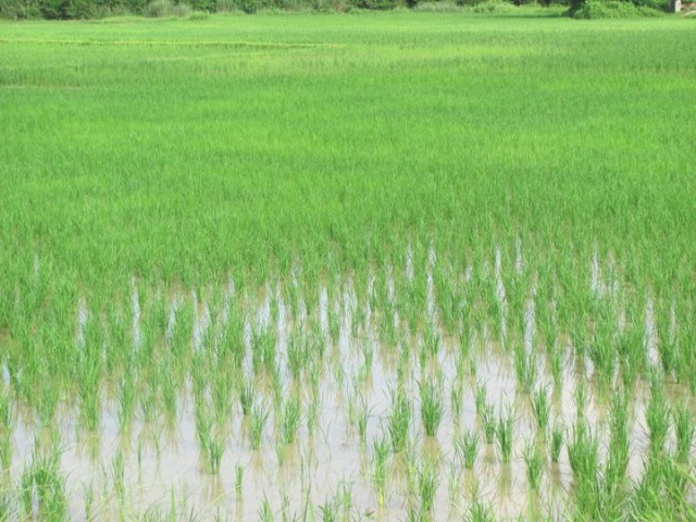 Vang Vieng Rice Fields Laos
