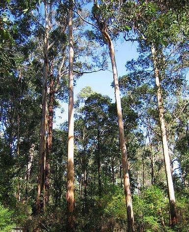 Karri Forest Australia