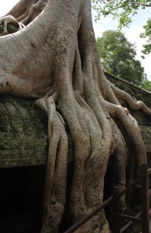 Roots Temple Cambodia